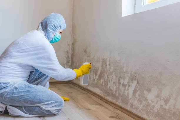 Professional mold removal team in Miami